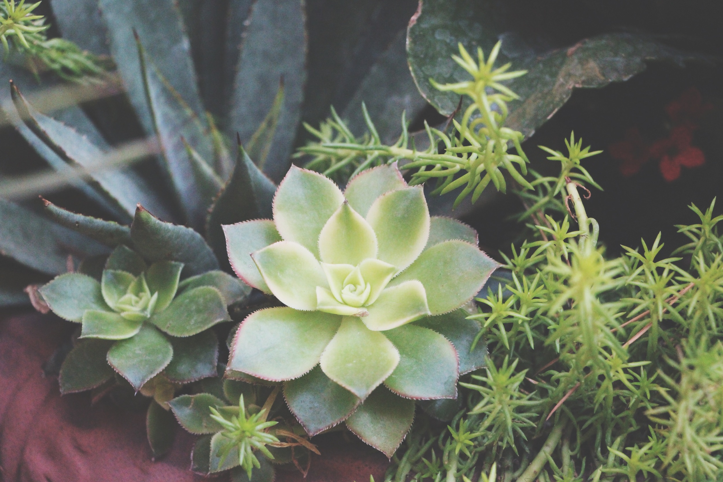Succulent Sighting: Disneyland :: The succulents of Rancho del Zocalo restaurant in Frontierland at Disneyland Resort in California.&nbsp;&nbsp;